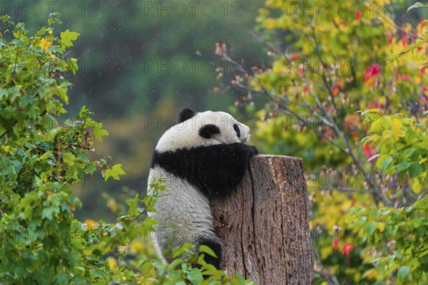 A Giant Panda, cub, ailuropoda melanoleuca, climbs up a dead tree
