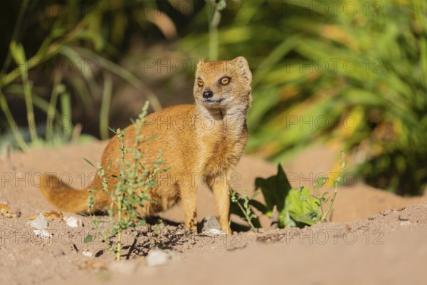 One yellow mongoose, Cynictis penicillata, or red meerkat sitting on sandy terrain