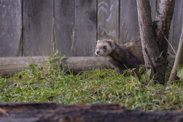 One male ferret (Mustela putorius furo) walking on grass along a wooden fence