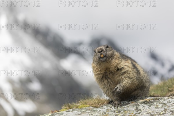 One Alpine Marmot, Marmota marmota, standing on a rock with green grass and snowy mountains in the