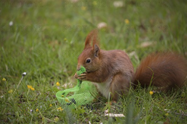 One Red squirrel or Eurasian red squirrel (Sciurus vulgaris) feeding on bird food in a plastic net.