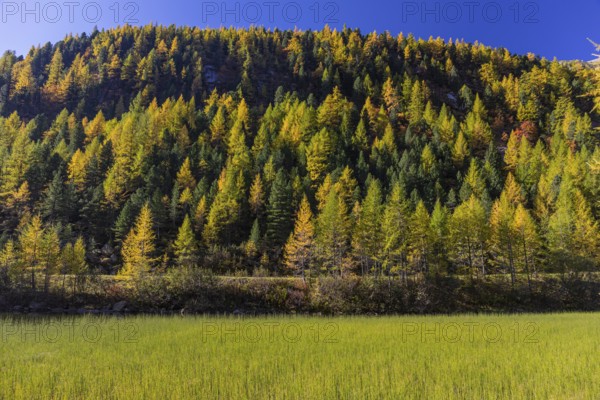 Little pond of the Malta river with a mountain forest in fall foliage on a bright sunny morning.