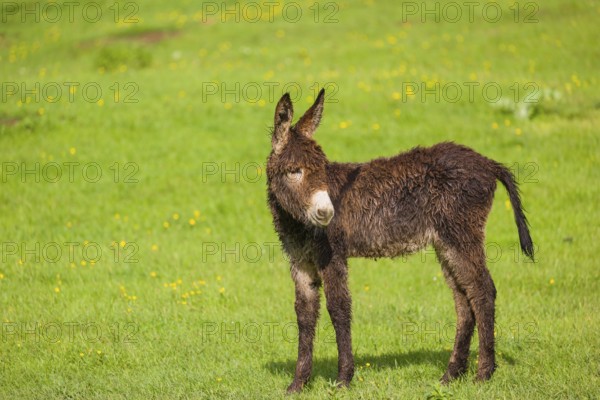 A mixed breed donkey foal stands in a meadow and stretches itself