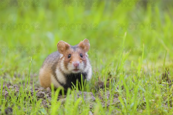 A European hamster (Cricetus cricetus), Eurasian hamster, black-bellied hamster or common hamster,