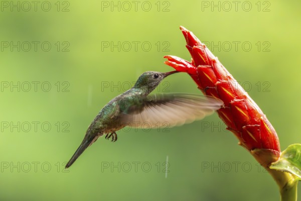 Green-fronted Brilliant Hummingbird (Heliodoxa jacula), Hummingbird (Trochilidae), Swiftbirds