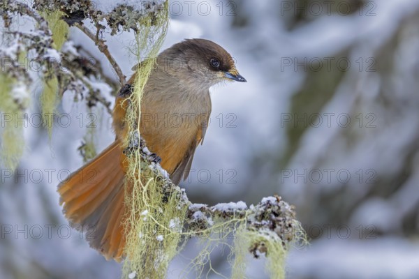 Siberian jay (Perisoreus infaustus, Corvus infaustus) perched in spruce tree in snow covered taiga