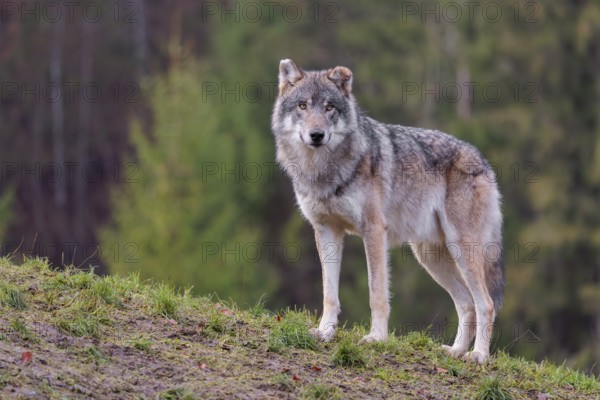 An adult male grey wolf (Canis lupus lupus) stands on a sloping meadow on a hill and observes the