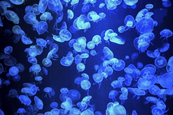 Box jellyfish (Aurelia aurita) in a tank of the Bang Saen Aquarium, Chonburi Province, Thailand,