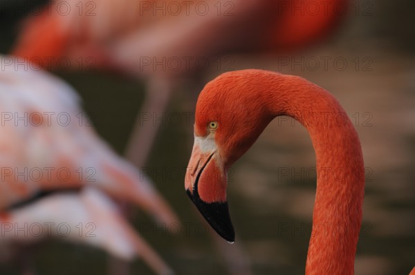 Close-up of an orange flamingo in its natural environment, Cuban flamingo (Phoenicopterus ruber),