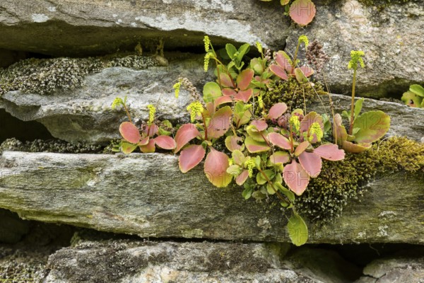 Caucasus forest thicket (Chiastophyllum oppositifolium) on a wall, Erzgebirge, Saxony, Germany,