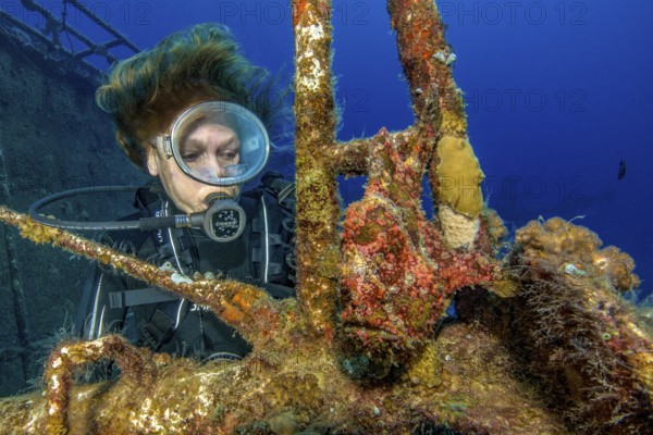 Diver looking at frogfish Giant frogfish (Antennarius commersoni) in wreck shipwreck KT Mawar off