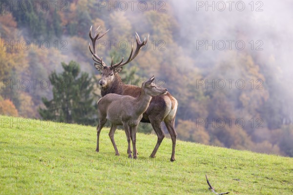 A red deer stag (Cervus elaphus) and a hind are standing in a meadow in hilly terrain. A forest