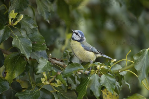 Blue tit (Cyanistes Caeruleus) adult bird on an Ivy tree branch, England, United Kingdom, Europe