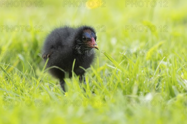 Common moorhen or Waterhen (Gallinula chloropus) juvenile baby chick bird amongst grass, England,