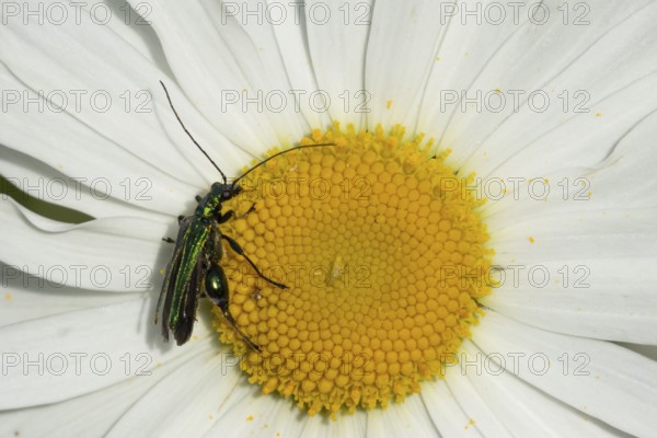 Thick-legged flower beetle (Oedemera nobilis) adult insect on an Oxeye daisy flower in the summer,