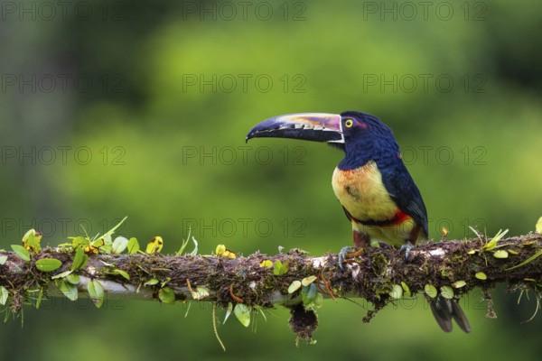 Collared Aracari (Pteroglossus torquatus), Toucans (Ramphastidae), Laguna del Lagarto Lodge,