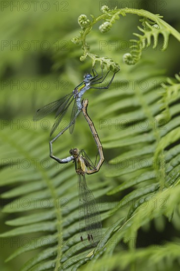 Emerald damselfly (Lestes sponsa) adult male and female insects mating on a Bracken plant leaf in