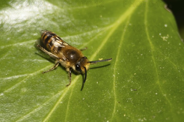 Ivy bee (Colletes hederae) adult insect on an ivy plant leaf in the summer, England, United