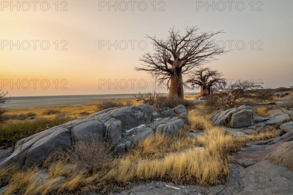 African baobab (Adansonia digitata), several trees between stones at sunrise, Kubu Island (Lekubu),