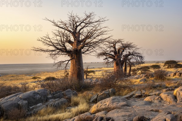African baobab or baobab tree (Adansonia digitata), several trees at sunrise, Kubu Island (Lekubu),
