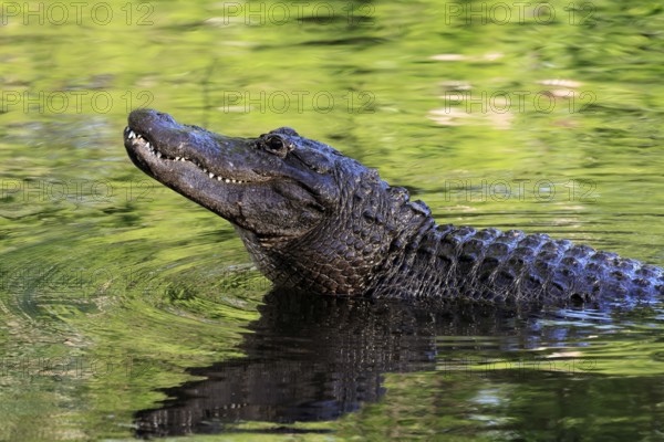 Mississippi Alligator (Alligator mississippiensis), pike alligator, adult, friendly, portrait,