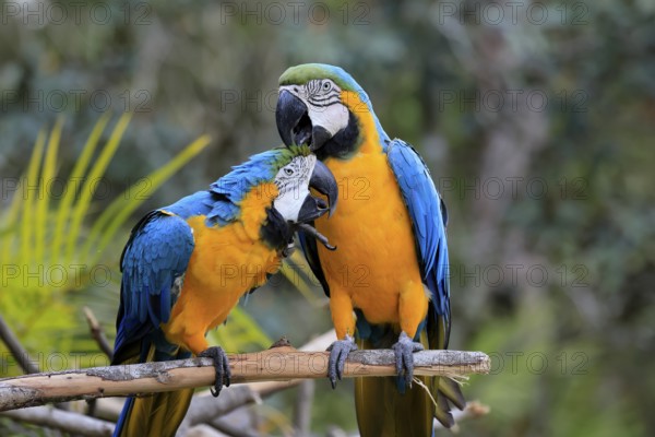 Yellow-breasted Macaw (Ara ararauna), adult, perch, pair, social behaviour, plumage care, South