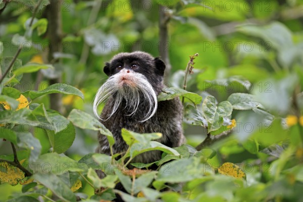 Emperor bearded tamarin (Saguinus imperator subgrisescens), adult, on tree, portrait, alert, South