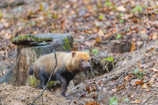 One Bush dog (Speothos venaticus) walking thru deforested area with dead leaves on the hilly ground