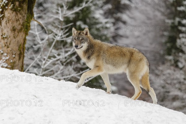 A young grey wolf (Canis lupus lupus) runs across the sloping, snow-covered meadow at the edge of a
