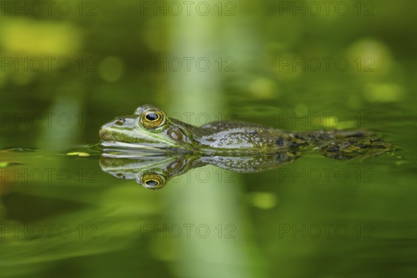 Edible frog (Pelophylax esculentus) in a little lake in the water, Bavaria, Germany, Europe