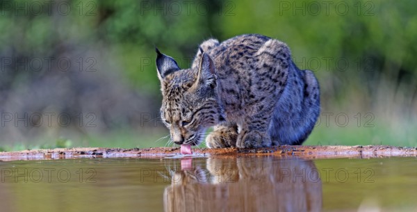 Lynx pardinus at a waterhole, Castilla-La Mancha, Spain, Europe