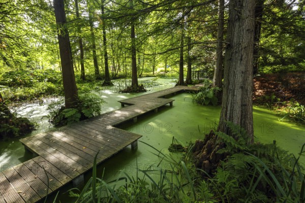 Bochum, North Rhine-Westphalia, Germany - Swamp cypresses in the tertiary pond, Botanical Garden of