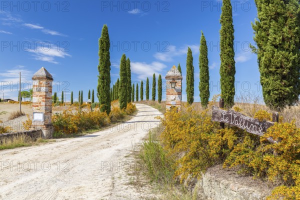 Gateway to Le Valline with avenue of columnar cypresses (Cupressus sempervirens) near Siena,