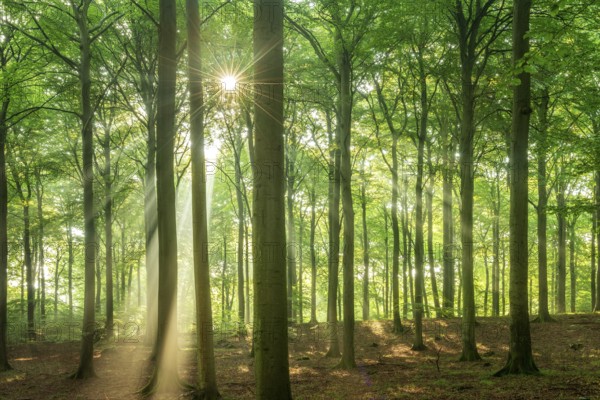 The sun shines through a near-natural beech forest (Fagus sp.) with morning mist, Stubnitz forest