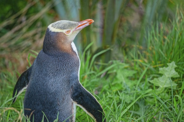 Yellow-eyed Penguin (Megadyptes antipodes), Otago Region, South Island, New Zealand, Oceania