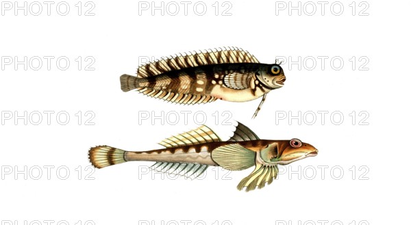 Fish, fishes, above: Callionymus dracunculus, the Sordid Dragoned. below: Blennius fascinatus, the