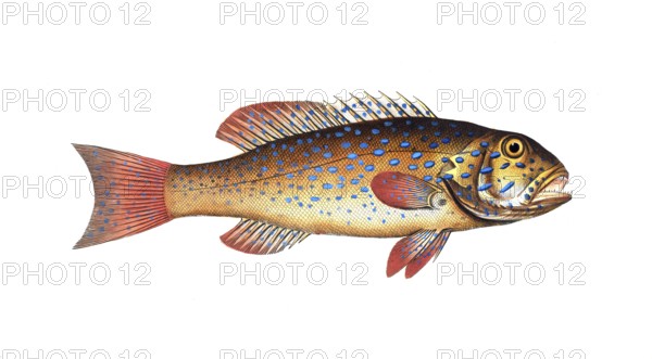 Fish, Fishes, Ballan wrasse family, Bodianus maculatus, the maculated Bodian, Historical, digitally