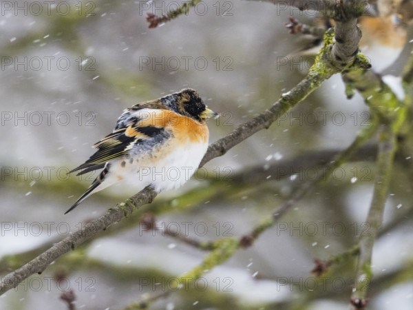 Brambling (Fringilla montifringilla), male adult bird sitting on a branch with its feathers fluffed
