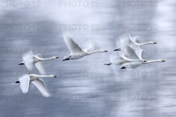 Bewick's swans, tundra swan (Cygnus bewickii) flock flying past trees in early morning mist in