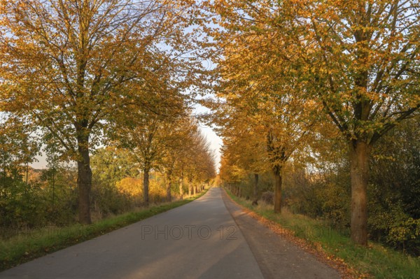 Autumnal avenue of lime trees (Tilia platyphyllo) s along a country road, Mecklenburg-Vorpommern,