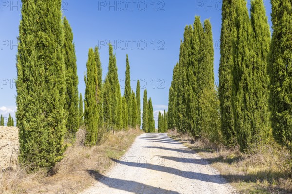 Avenue of cypress trees (Cupressus sempervirens) near Siena, Tuscany, Italy, Europe