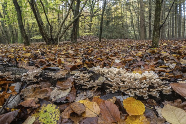 Oak layer fungus (Stereum gausapatum), Emsland, Lower Saxony, Germany, Europe