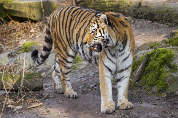 Siberian tiger (Panthera tigris tigris) walking in a forest, captive, incidence in Russia and