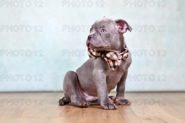Cute healthy Chondrodysplasia free French Bulldog dog puppy with long nose and tail sitting in