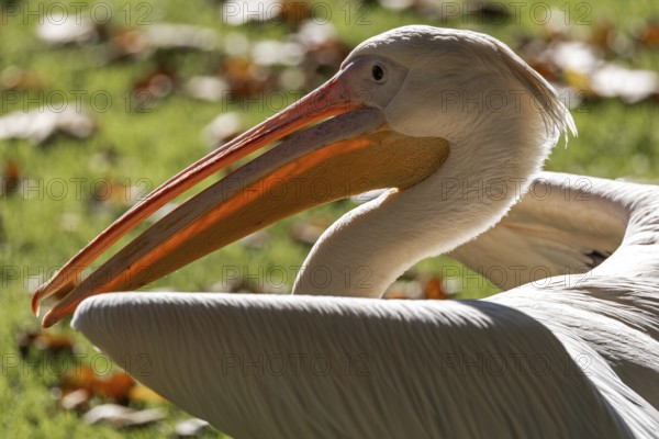 Pelican (Pelecanidae, Pelecanus), portrait, captive, Germany, Europe