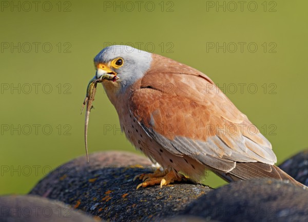 Male lesser kestrel (Falco naumanni) with prey, lizard, Psammodromus hispanicus, Extremadura,