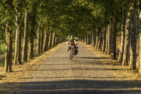 Bicycle on an avenue, Langeland Island, Denmark, Europe