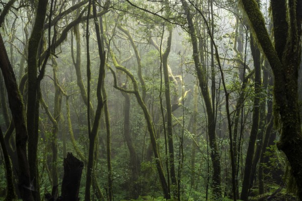 Laurel trees with mosses and lichens. Foggy weather. Garajonay National Park, La Gomera, Canary