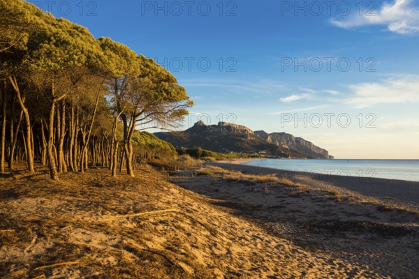 Lonely sandy beach and pine forest, Spiaggia di Isula Manna, sunrise, Santa Maria Navarrese, Gulf