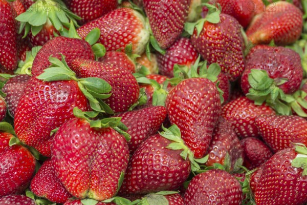 Fresh red strawberries with green leaves, lush and juicy, Majorca, Balearic Islands, Spain, Europe